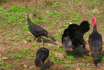 [原創(chuàng)]紅頭禽