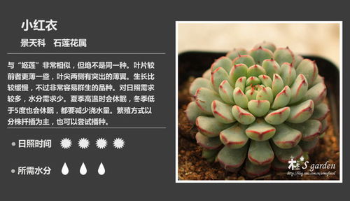 最強(qiáng)干貨 150種多肉植物對(duì)照?qǐng)D